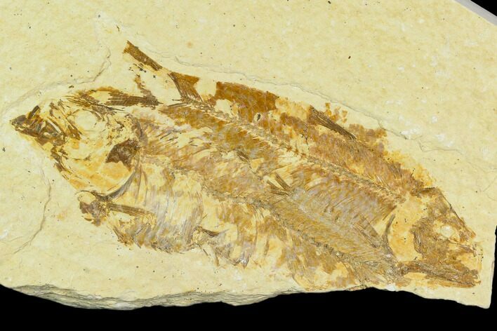 Bargain Fossil Fish (Knightia) - Wyoming #120482
